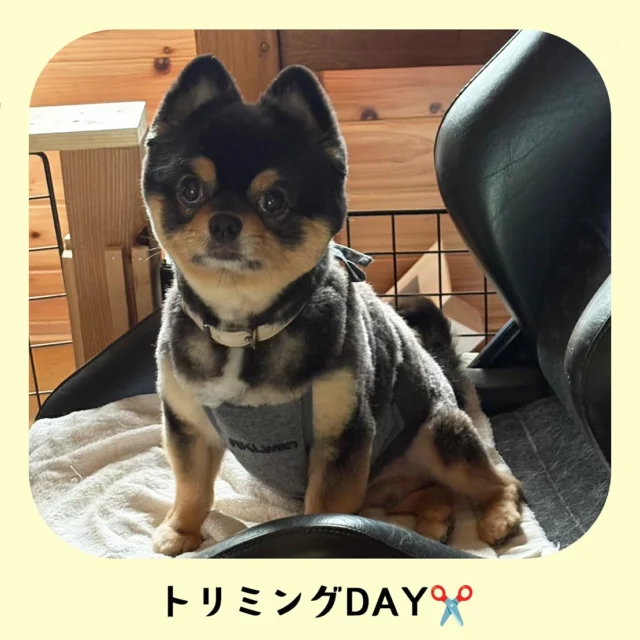 .
今日はトリミングの日✂️
暑くなってきたので、サマーカット仕様に☀️

柴犬のような仕上がり🐕かわいい🐕

新しいサポーターも着せてもらいました👚🎶
これで快適に過ごせそう🌻

帰ってきたら大好きなおやつをもらって大満足☺️

#犬のいる生活#犬との生活#ポメチーのいる暮らし#ポメラニアン#チワポメ#ミックス犬スタグラム#ミックス犬
#ペット好きな人とつながりたい#RKLwan #あーるけーるわん#いぬすたぐらむ#ペットのいる暮らし